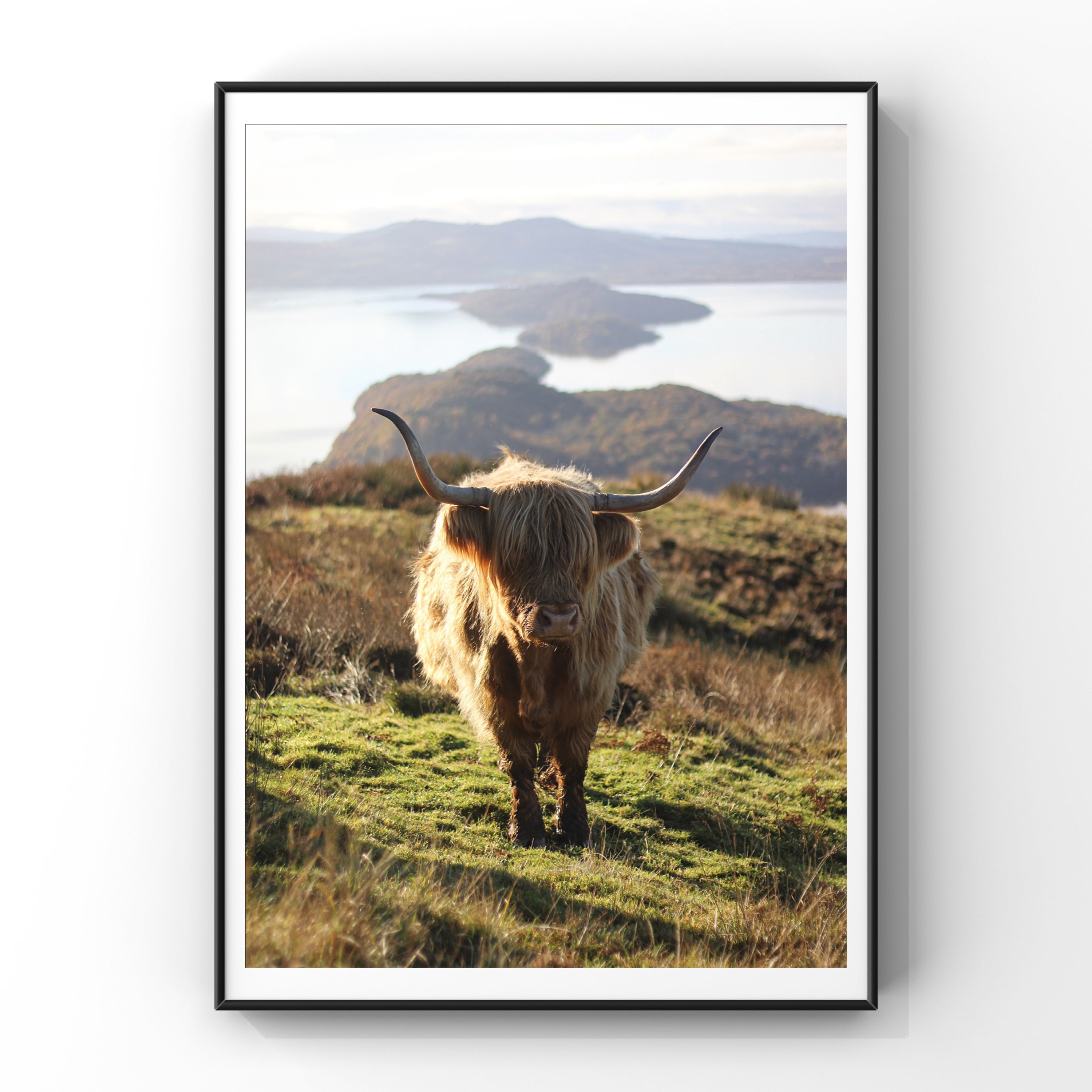 Loch Lomond Highland Cow print